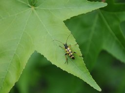 gefleckter Schmalbock